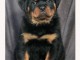 adorable chiot rottweiler à adopter 