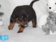 adorable chiot rottweiler disponible 