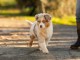 bébé chiot berger australien à adopter 