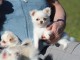 je donne chiot chihuahua femelle 