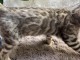 je donne chaton Bengal urgent 