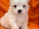 adoption chiot bichon maltais mâle 