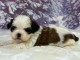 je donne chiot shih Tzu déjà prêt 