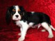 bébé chiot cavalier king charle femelle a donner 