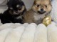magnifique chiot spitz nain Poméranie 🐕