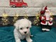 bébé chiot bichon frisé mâle a donner 