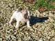Je donne des chiots bouledogue fran&ccedil;ais 