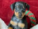 &agrave; adopter chiot pinscher nain 