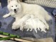 annonce chiot samoy&egrave;de a donner 