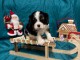 Adoption chiot cavalier king charle 