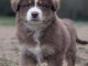 Chiot berger australien magnifique 