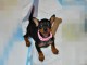 Adorable chiot pinscher nain 