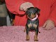 Adorable chiot pinscher nain &acirc;ge de 3 mois 