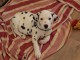 Magnifique chiot dalmatien a donner 