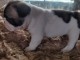 chiot bouledogue fran&ccedil;ais &agrave; donner 