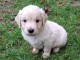 magnifique chiot golden retriever m&acirc;le a donner 
