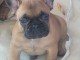 adoption chiot bouledogue fran&ccedil;ais 