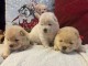 Dons chiot chow chow disponible 