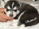 je donne chiot husky sib&eacute;rien 