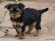 je donne des chiots Yorkshire 