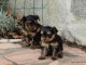 adorable chiot York femelle et m&acirc;le disponible 