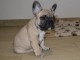 magnifique chiot bouledogue fran&ccedil;ais 