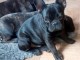 je donne chiot bouledogue fran&ccedil;ais 