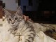 magnifique chaton maine coon 