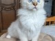 magnifique chaton ragdoll femelle a donner 
