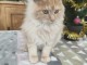 chat Maine coon et disponible 