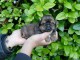 je donne des chiots Shih Tzu 