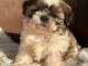 je donne chiot Shih Tzu disponible 
