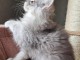 magnifique chaton maine coon disponible 