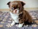 je donne chiot chihuahua 