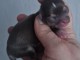 Je donne chiot chihuahua disponible 