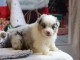 Magnifique chiot berger australien 