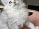 magnifique chaton maine coon disponible 
