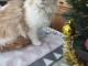 adorable chaton Maine coon femelle a donner 