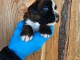 chiot boxer disponible adorable 
