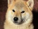b&eacute;b&eacute; chiot Shiba inu a donner 