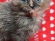 Magnifique chaton maine coon disponible 