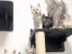Magnifique chaton maine coon disponible 