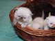 Magnifique chaton persan disponible 