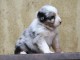 Magnifique chiot berger australien disponible 