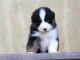 Chiot berger australien disponible 