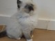 Je donne chaton ragdoll femelle 