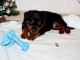 b&eacute;b&eacute; chiot rottweiler &agrave; donner 