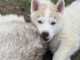 chiot husky sib&eacute;rien &agrave; donner 