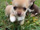 Adorable chiot chihuahua m&acirc;le 