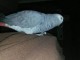 Adorable perroquet gris du Gabon disponible 